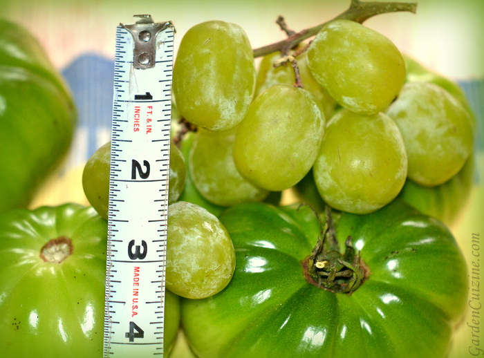 Big grapes 2024